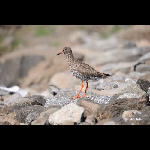 <i>Tringa totanus</i> (Linnaeus, 1758) &copy; J.P. Siblet