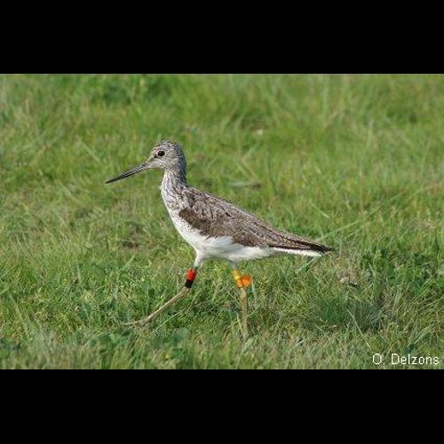 <i>Tringa nebularia</i> (Gunnerus, 1767) &copy; O. Delzons