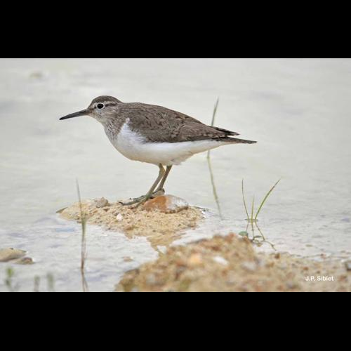 <i>Actitis hypoleucos</i> (Linnaeus, 1758) &copy; J.P. Siblet