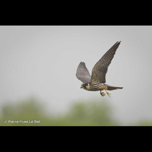<i>Falco subbuteo</i> Linnaeus, 1758 &copy; Pierre-Yves Le Bail