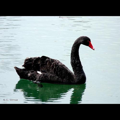 <i>Cygnus atratus</i> (Latham, 1790) &copy; S. Wroza