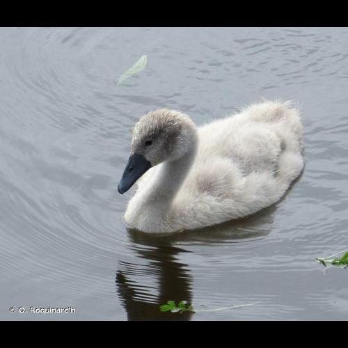 <i>Cygnus olor</i> (Gmelin, 1789) &copy; O. Roquinarc'h