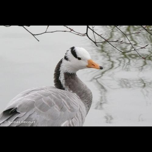 <i>Anser indicus</i> (Latham, 1790) &copy; Nicolas Belcourt