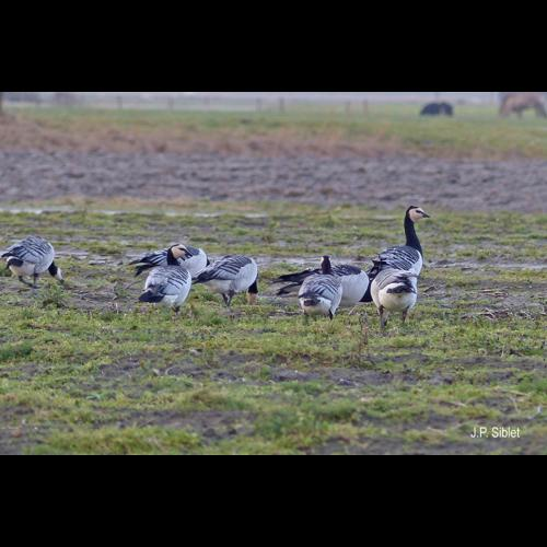 <i>Branta leucopsis</i> (Bechstein, 1803) &copy; J.P. Siblet