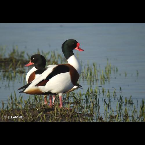 <i>Tadorna tadorna</i> (Linnaeus, 1758) &copy; J. LAIGNEL