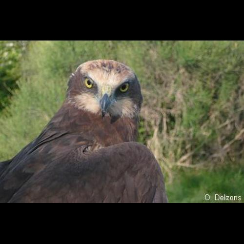 <i>Circus aeruginosus</i> (Linnaeus, 1758) &copy; O. Delzons