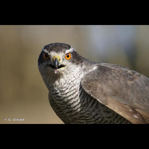 <i>Accipiter gentilis</i> (Linnaeus, 1758) &copy; G. Grezes