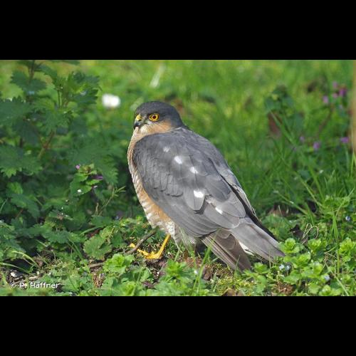 <i>Accipiter nisus</i> (Linnaeus, 1758) &copy; P. Haffner