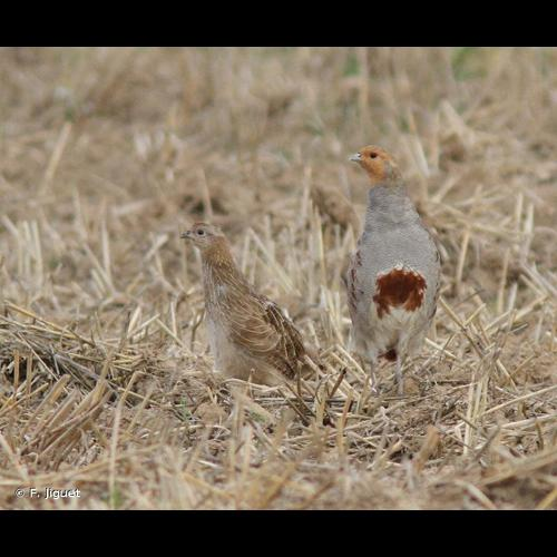 <i>Perdix perdix</i> (Linnaeus, 1758) &copy; F. Jiguet