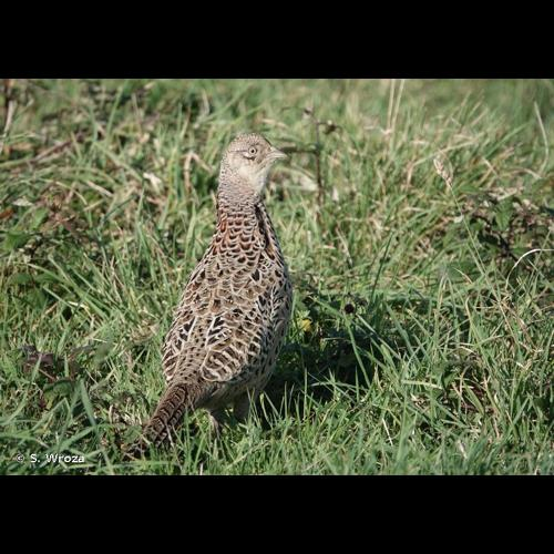 <i>Phasianus colchicus</i> Linnaeus, 1758 &copy; S. Wroza