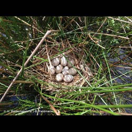 <i>Fulica atra</i> Linnaeus, 1758 &copy; H. Baldenweck & J-B. Feldmann
