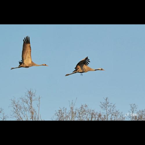 <i>Grus grus</i> (Linnaeus, 1758) &copy; J.P. Siblet