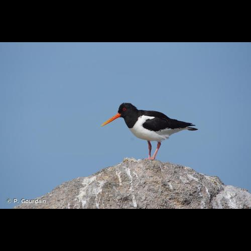 <i>Haematopus ostralegus</i> Linnaeus, 1758 &copy; P. Gourdain