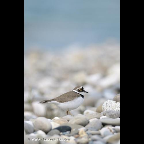 <i>Charadrius dubius</i> Scopoli, 1786 &copy; FNPF - Laurent Madelon