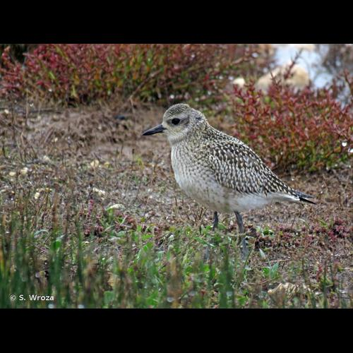 <i>Pluvialis squatarola</i> (Linnaeus, 1758) &copy; S. Wroza