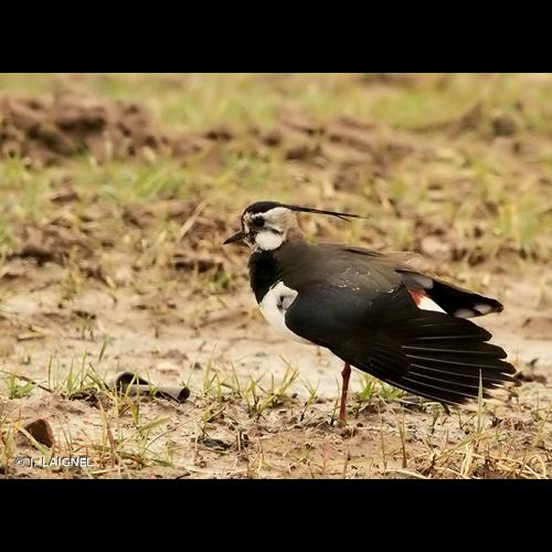 <i>Vanellus vanellus</i> (Linnaeus, 1758) &copy; J. LAIGNEL