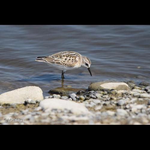 <i>Calidris minuta</i> (Leisler, 1812) &copy; J.P. Siblet