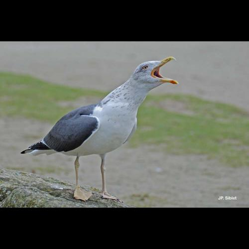 <i>Larus fuscus</i> Linnaeus, 1758 &copy; J.P. Siblet