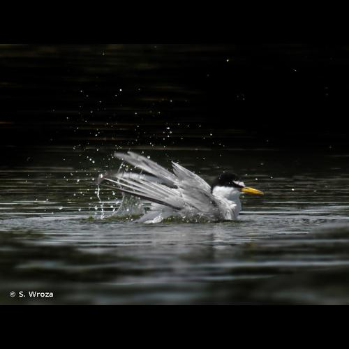 <i>Sternula albifrons</i> (Pallas, 1764) &copy; S. Wroza