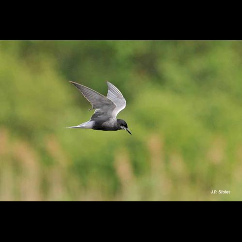 <i>Chlidonias niger</i> (Linnaeus, 1758) &copy; J.P. Siblet