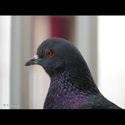 <i>Columba livia</i> Gmelin, 1789 &copy; S. Wroza