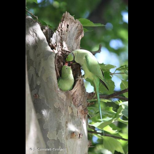 <i>Psittacula krameri</i> (Scopoli, 1769) &copy; J. Comolet-Tirman