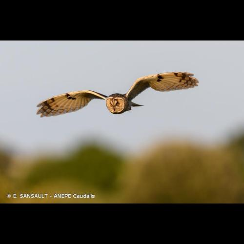 <i>Asio otus</i> (Linnaeus, 1758) &copy; E. SANSAULT - ANEPE Caudalis