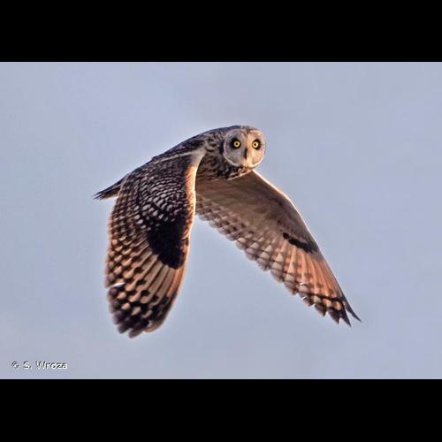 <i>Asio flammeus</i> (Pontoppidan, 1763) &copy; S. Wroza