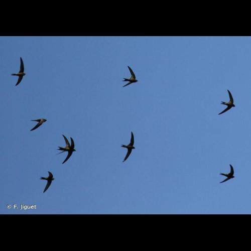 <i>Apus apus</i> (Linnaeus, 1758) &copy; F. Jiguet