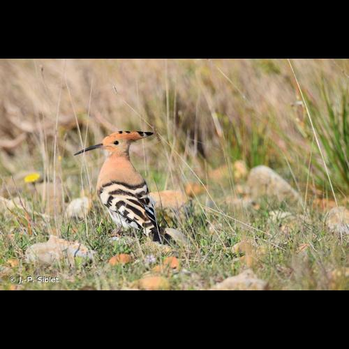 <i>Upupa epops</i> Linnaeus, 1758 &copy; J.-P. Siblet