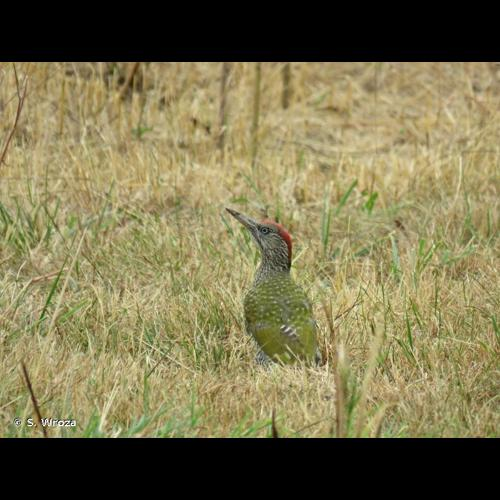 <i>Picus viridis</i> Linnaeus, 1758 &copy; S. Wroza