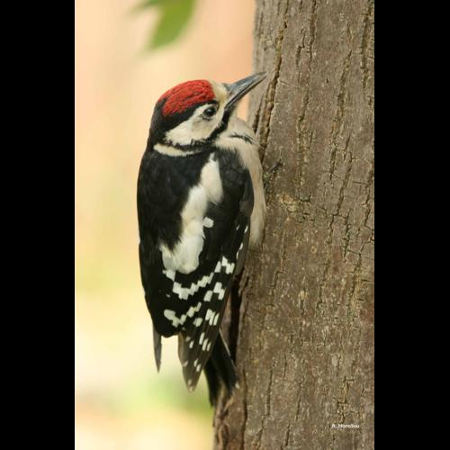 <i>Dendrocopos major</i> (Linnaeus, 1758) &copy; A. Horellou