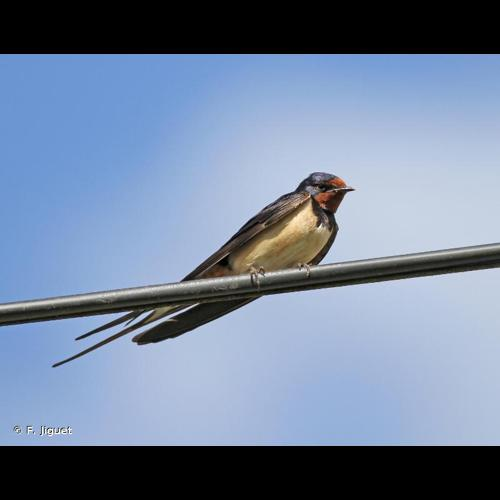 <i>Hirundo rustica</i> Linnaeus, 1758 &copy; F. Jiguet