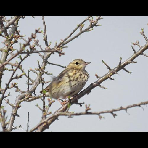 <i>Anthus trivialis</i> (Linnaeus, 1758) &copy; S. Wroza