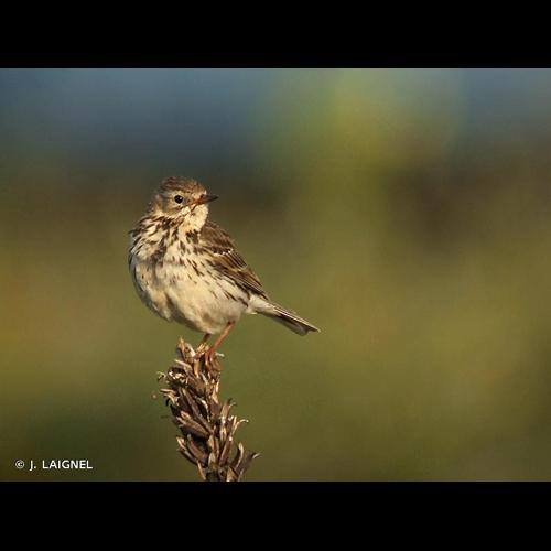 <i>Anthus pratensis</i> (Linnaeus, 1758) &copy; J. LAIGNEL
