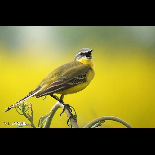 <i>Motacilla flava</i> Linnaeus, 1758 &copy; J. LAIGNEL