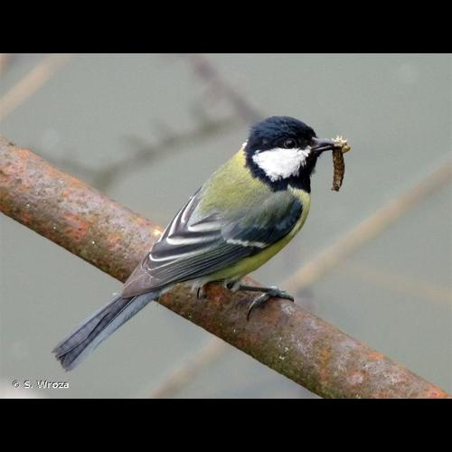 <i>Parus major</i> Linnaeus, 1758 &copy; S. Wroza