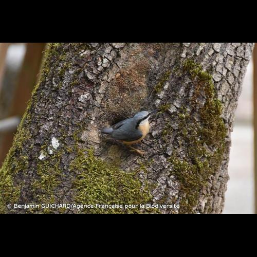 <i>Sitta europaea</i> Linnaeus, 1758 &copy; Benjamin GUICHARD/Agence Française pour la Biodiversité