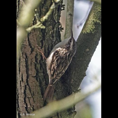 <i>Certhia brachydactyla</i> C.L. Brehm, 1820 &copy; S. Wroza