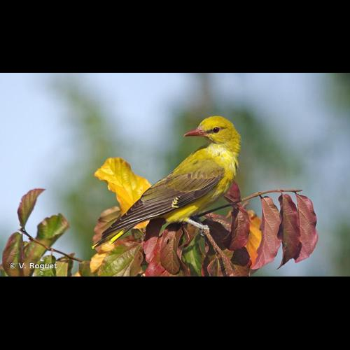 <i>Oriolus oriolus</i> (Linnaeus, 1758) &copy; V. Roguet