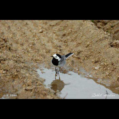 <i>Motacilla alba alba</i> Linnaeus, 1758 &copy; S. Siblet