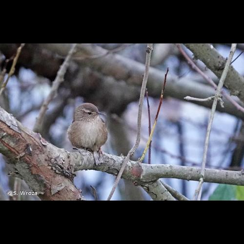 <i>Troglodytes troglodytes</i> (Linnaeus, 1758) &copy; S. Wroza