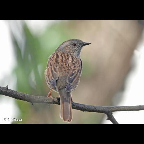 <i>Prunella modularis</i> (Linnaeus, 1758) &copy; S. Wroza