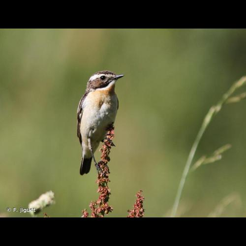 <i>Saxicola rubetra</i> (Linnaeus, 1758) &copy; F. Jiguet