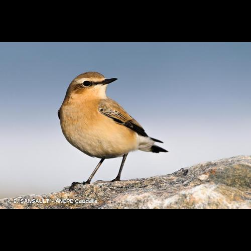 <i>Oenanthe oenanthe</i> (Linnaeus, 1758) &copy; E. SANSAULT - ANEPE Caudalis