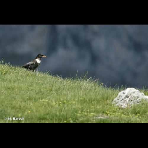 <i>Turdus torquatus</i> Linnaeus, 1758 &copy; M. Bartoli