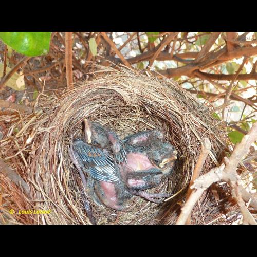 <i>Turdus merula</i> Linnaeus, 1758 &copy; 