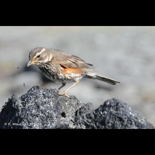 <i>Turdus iliacus</i> Linnaeus, 1766 &copy; F. Moutou - SFEPM