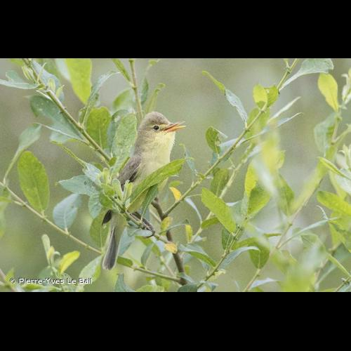 <i>Hippolais polyglotta</i> (Vieillot, 1817) &copy; Pierre-Yves Le Bail