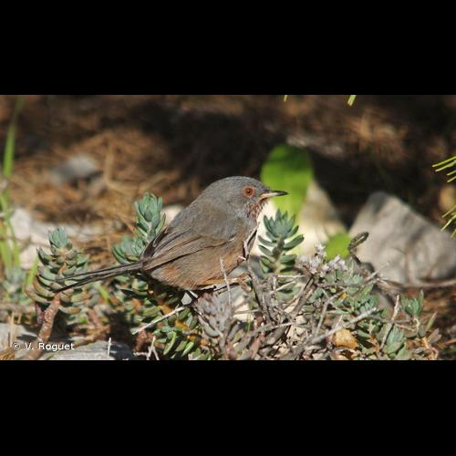 <i>Sylvia undata</i> (Boddaert, 1783) &copy; V. Roguet